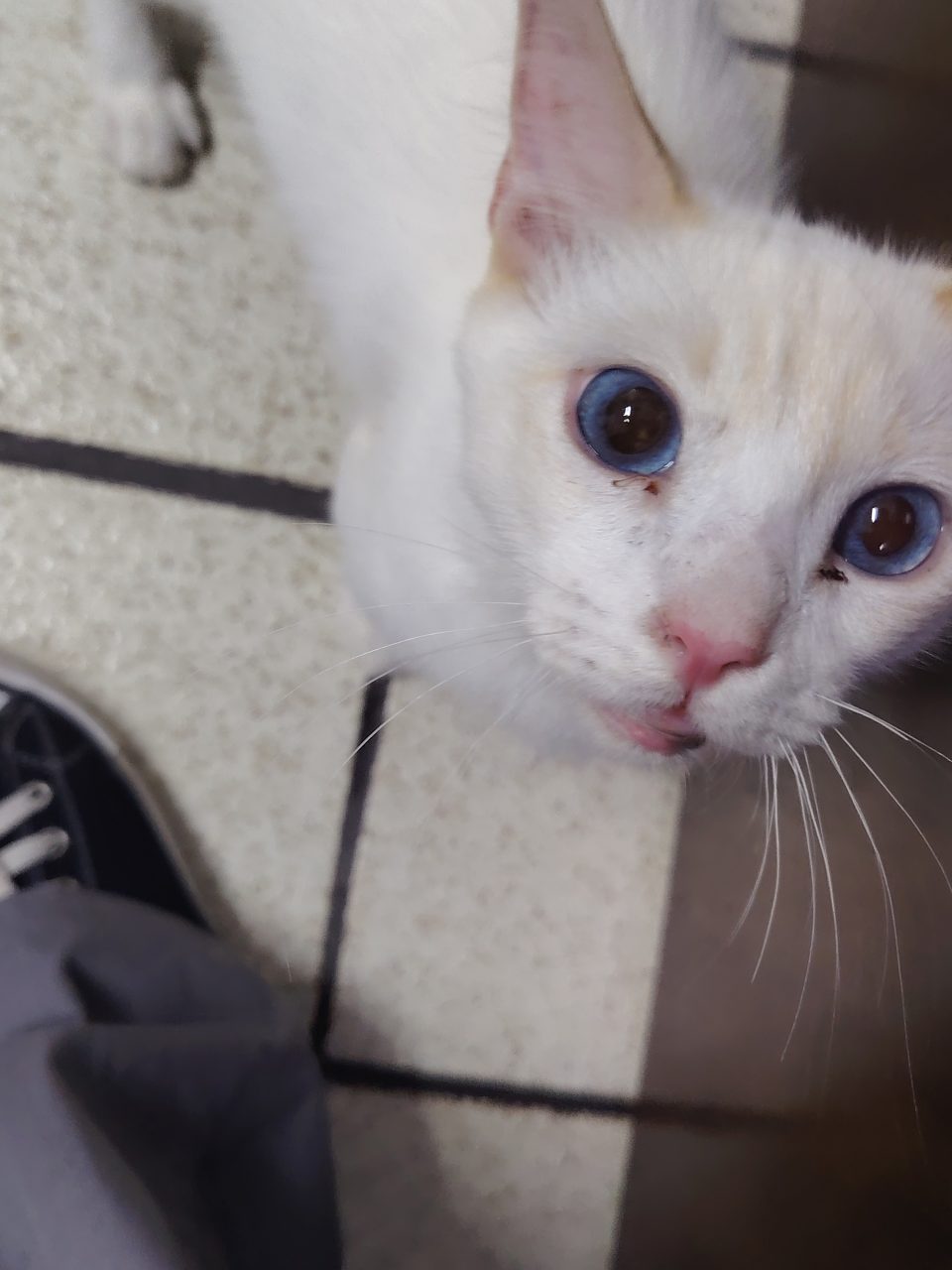Foto