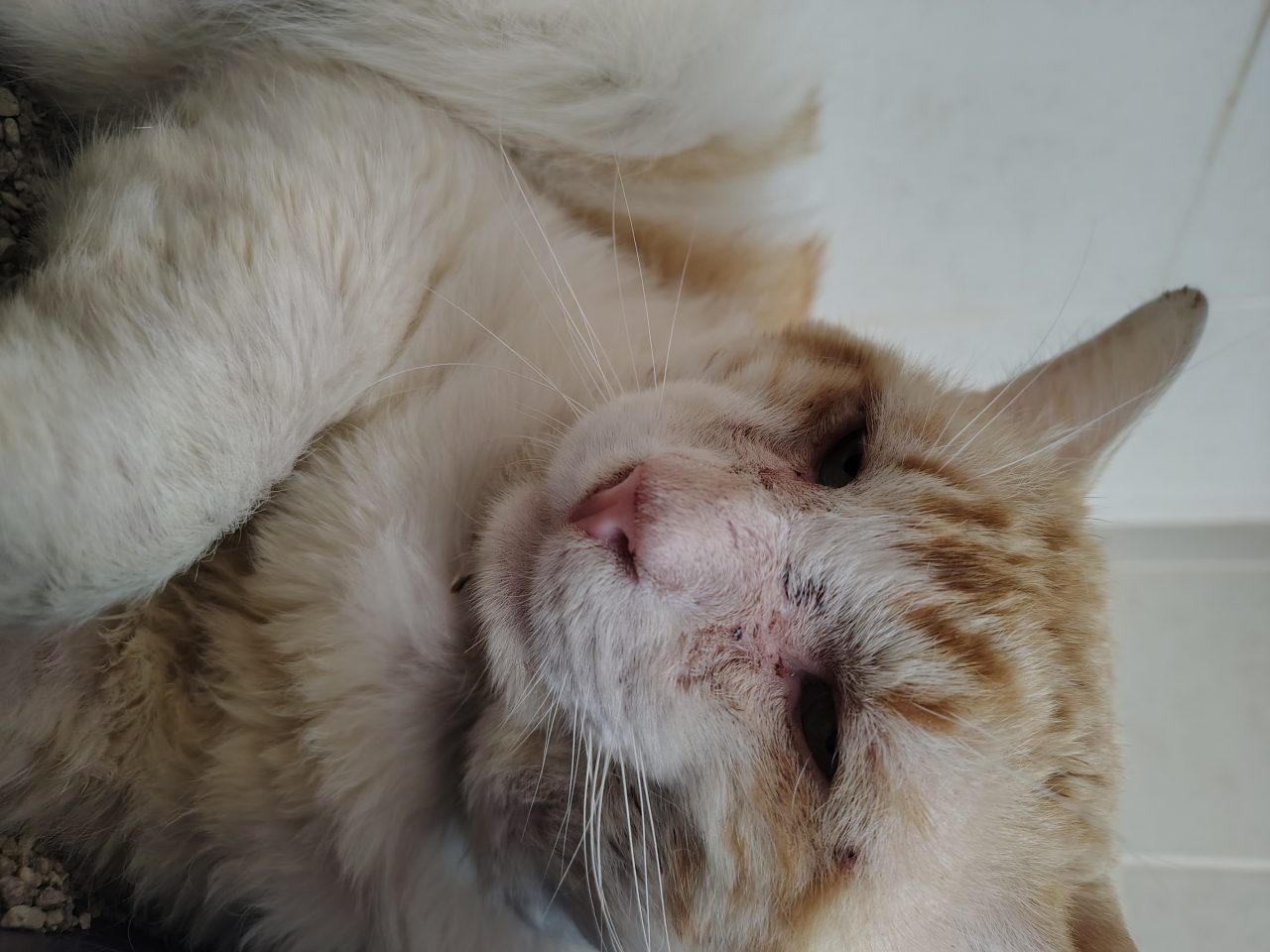 Foto