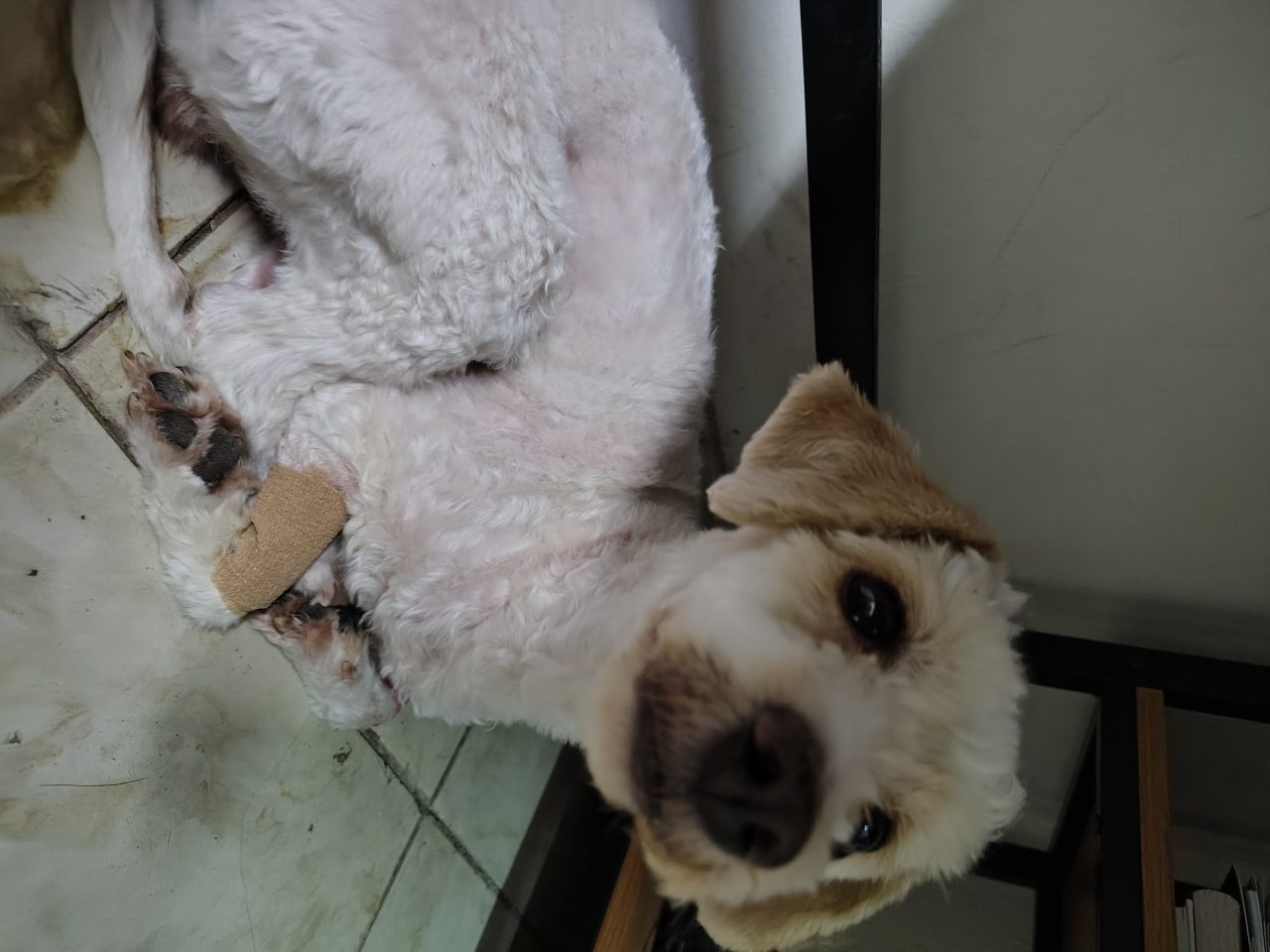 Foto