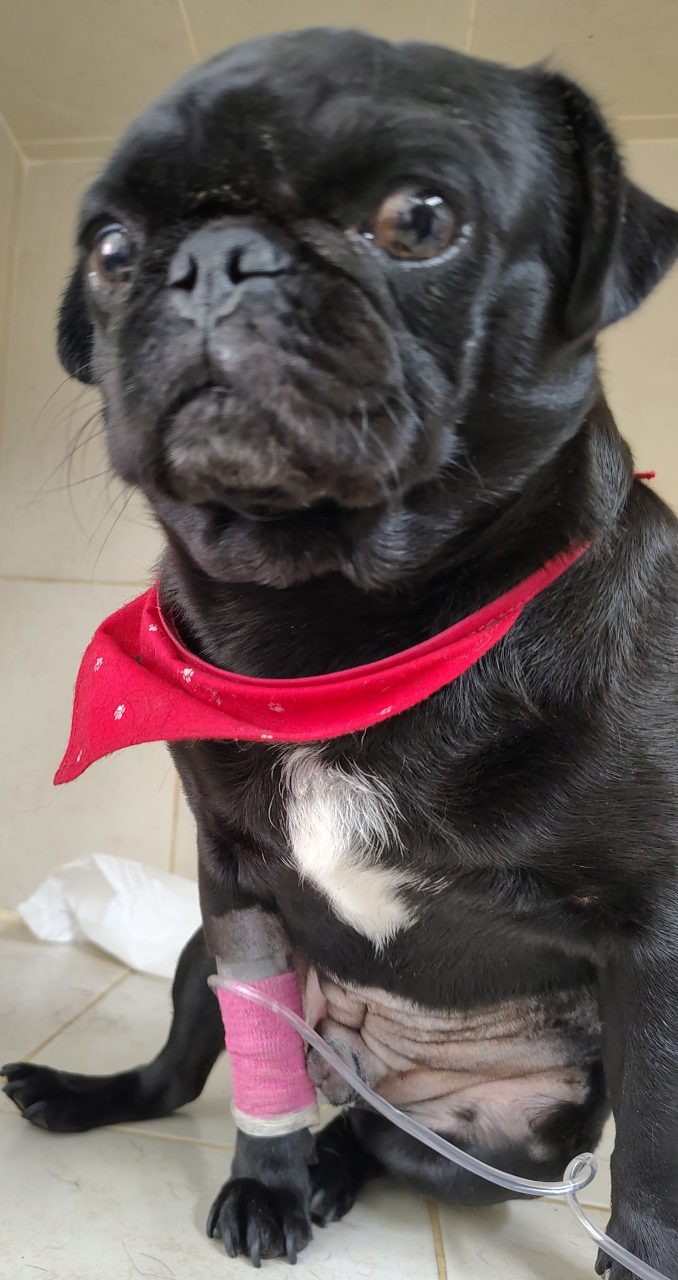 Foto