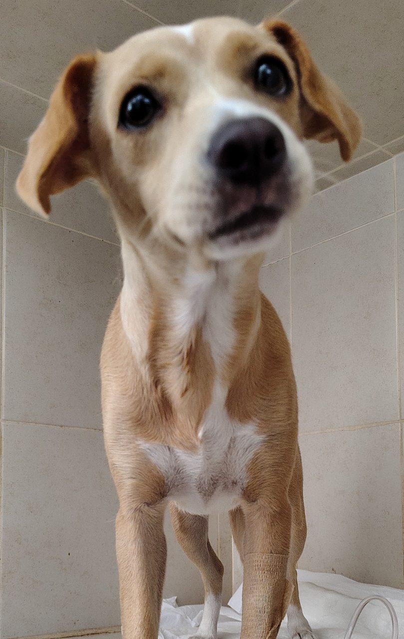 Foto