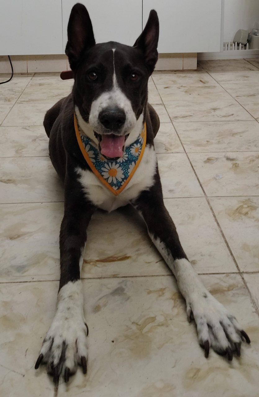 Foto