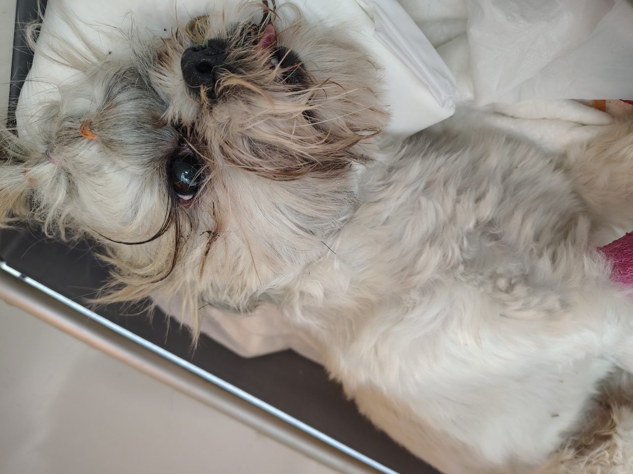 Foto