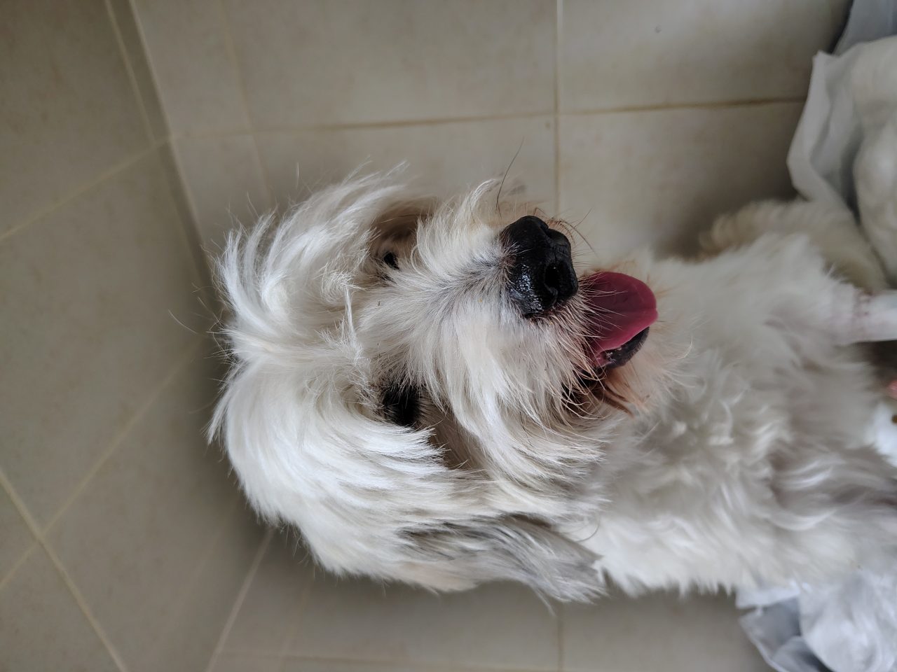 Foto