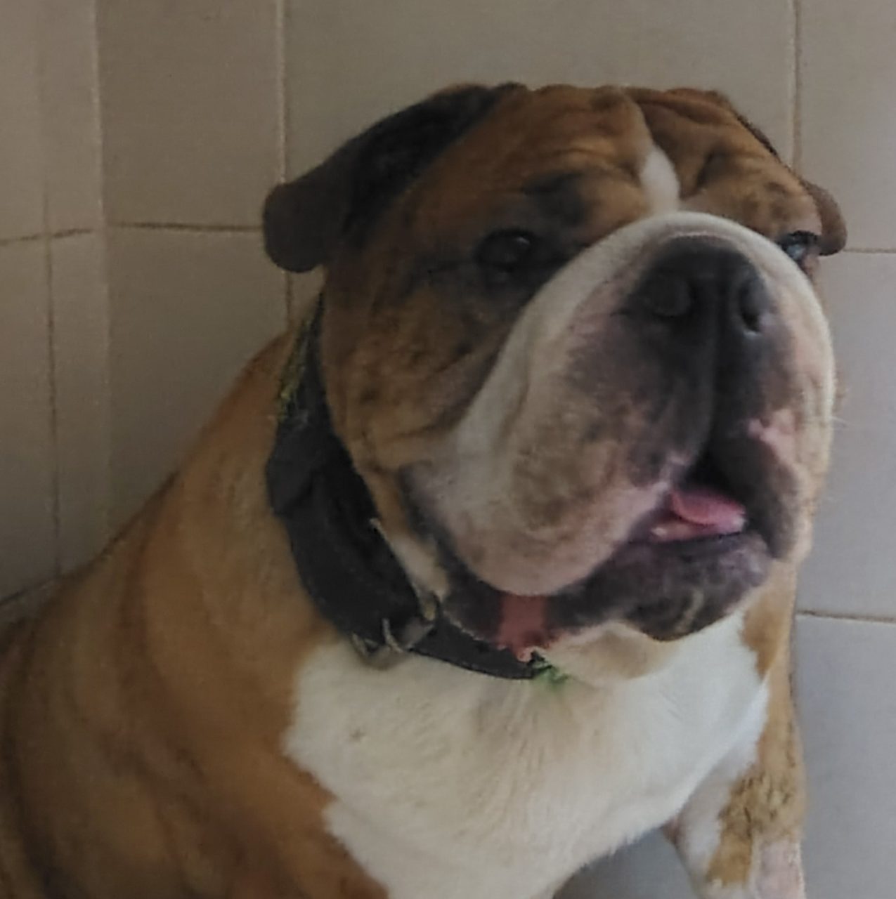 Foto