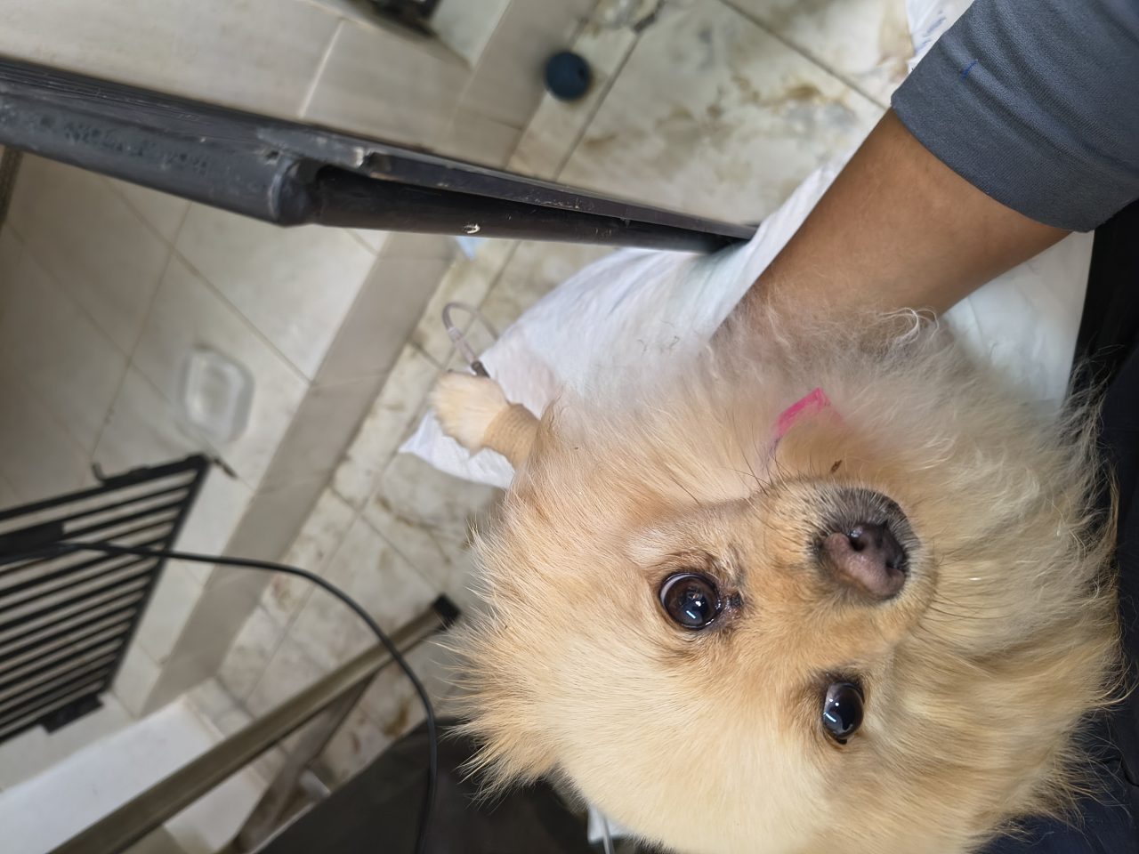 Foto