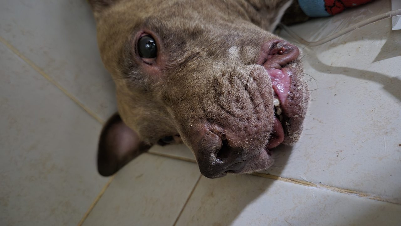 Foto