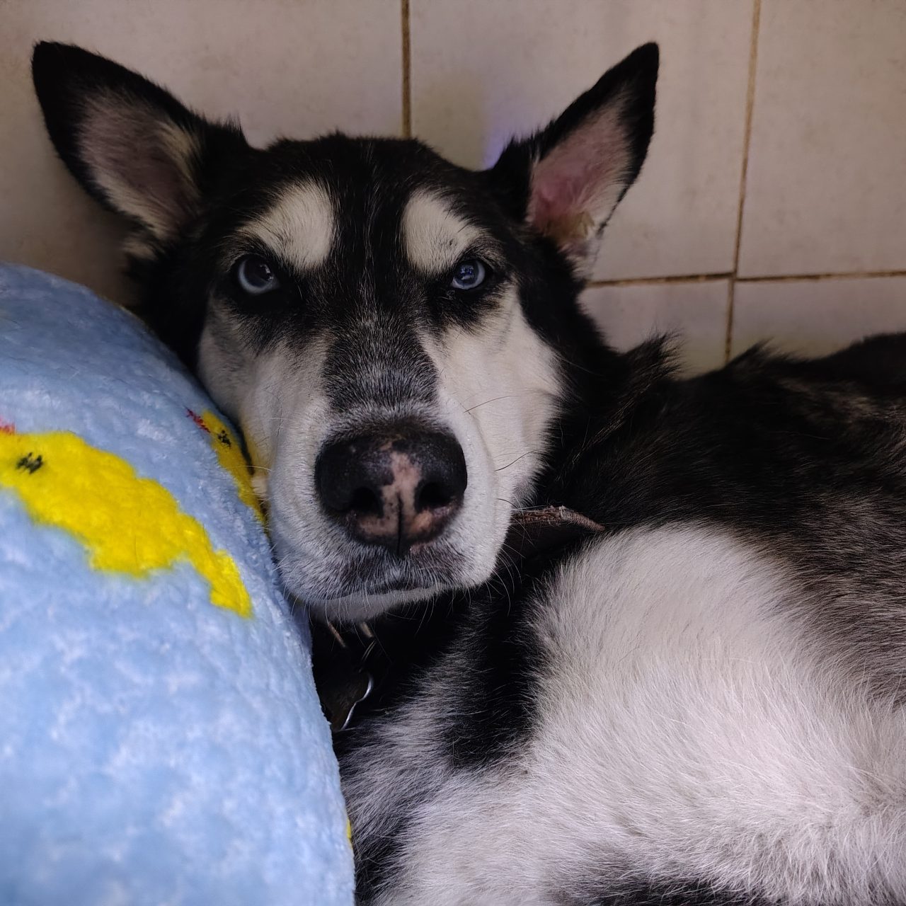 Foto