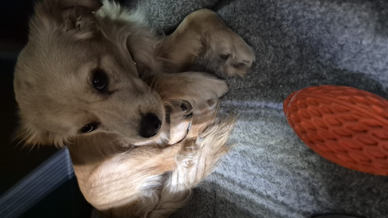 Foto