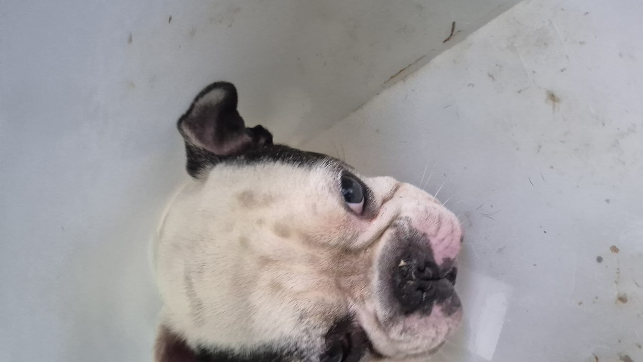 Foto