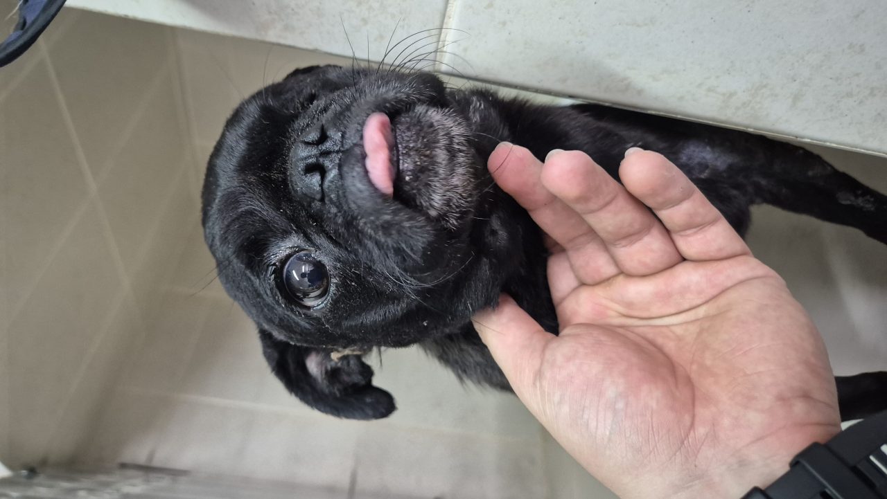 Foto