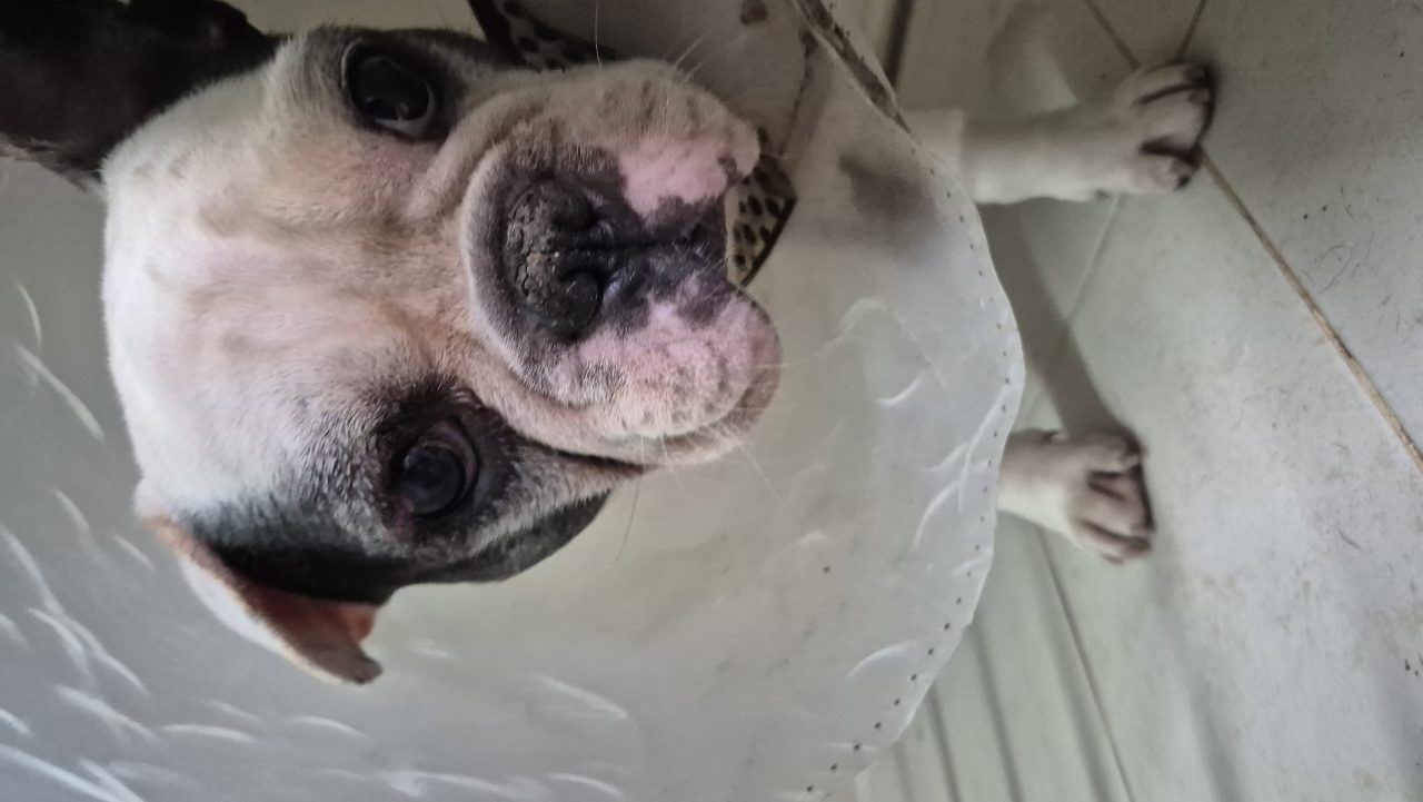 Foto