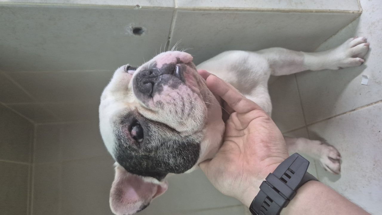 Foto