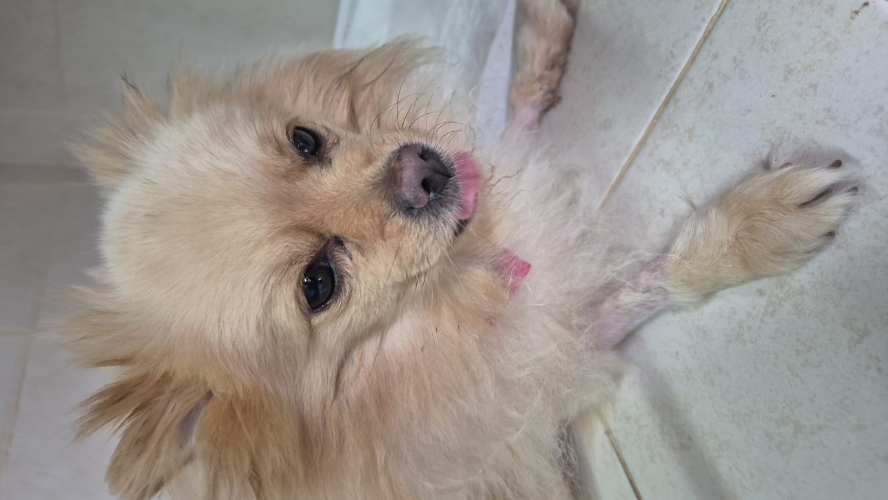 Foto