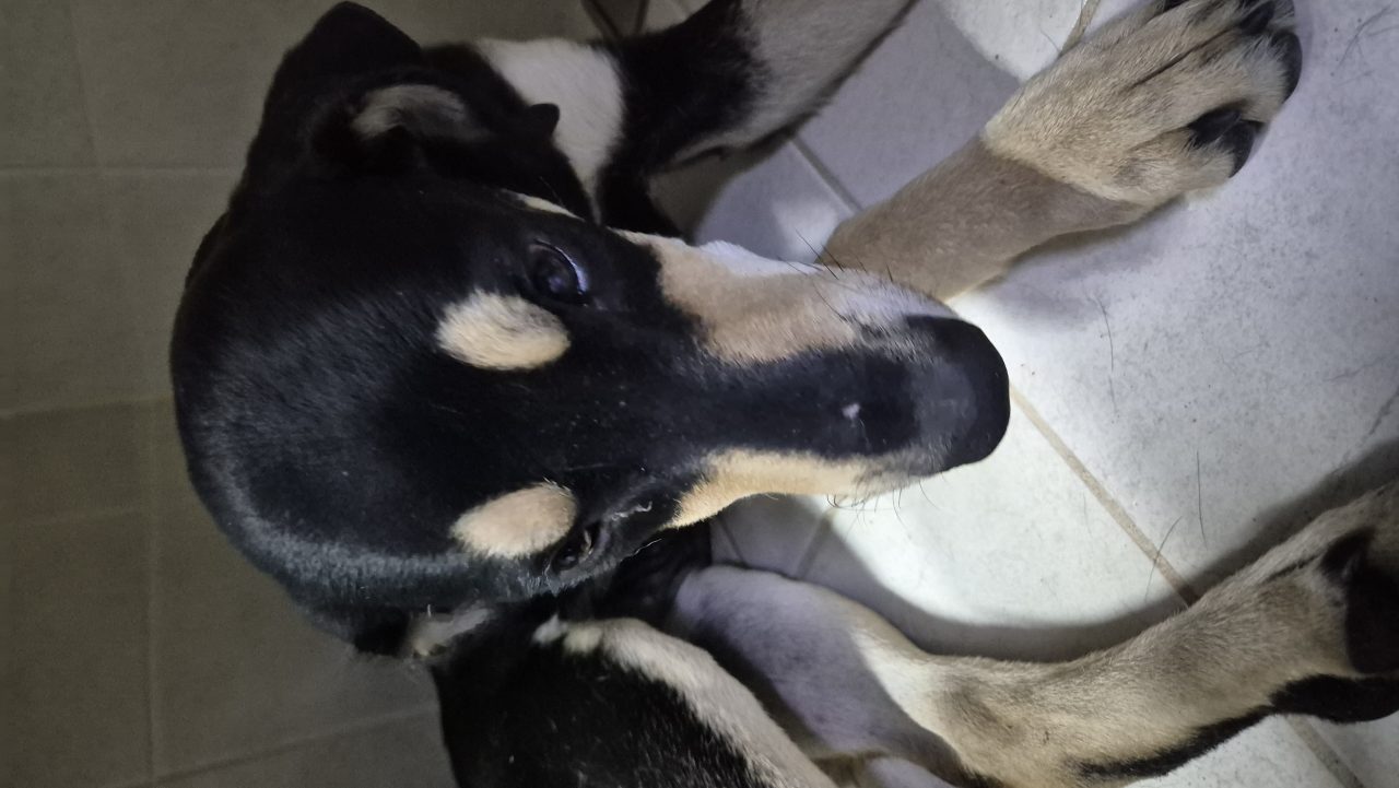 Foto