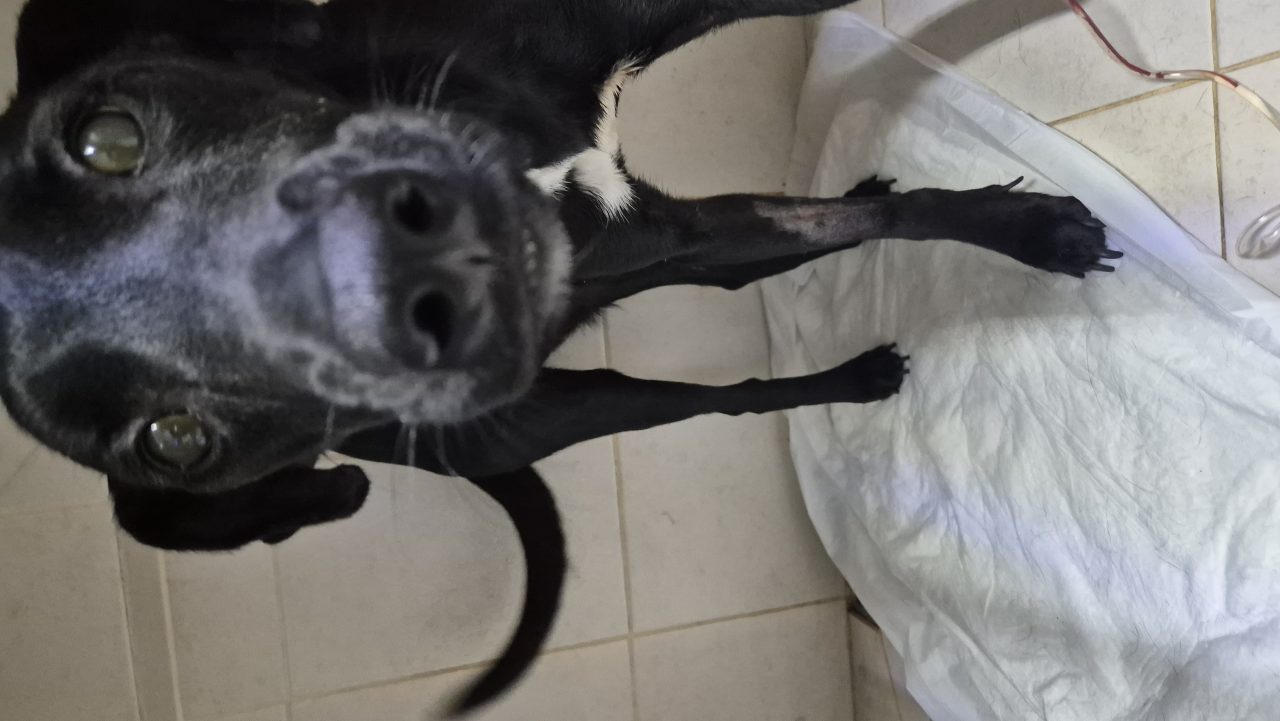 Foto