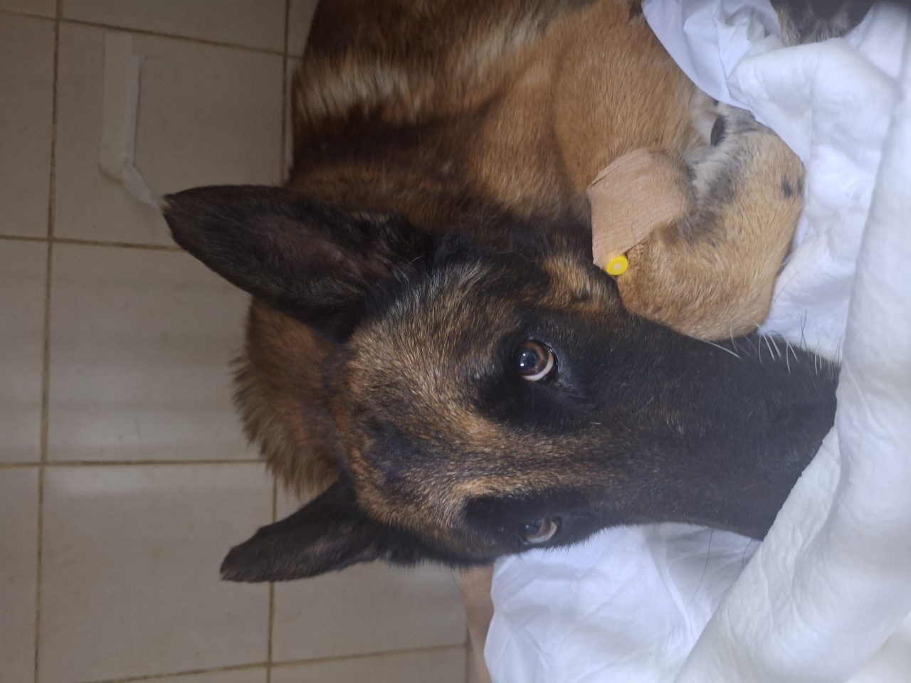 Foto