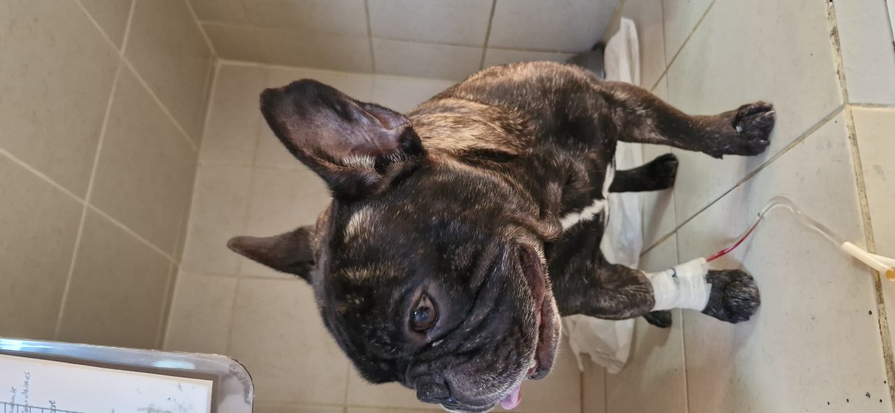 Foto