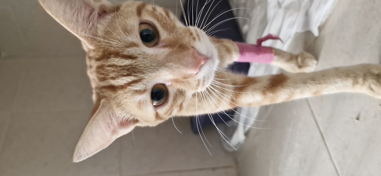 Foto