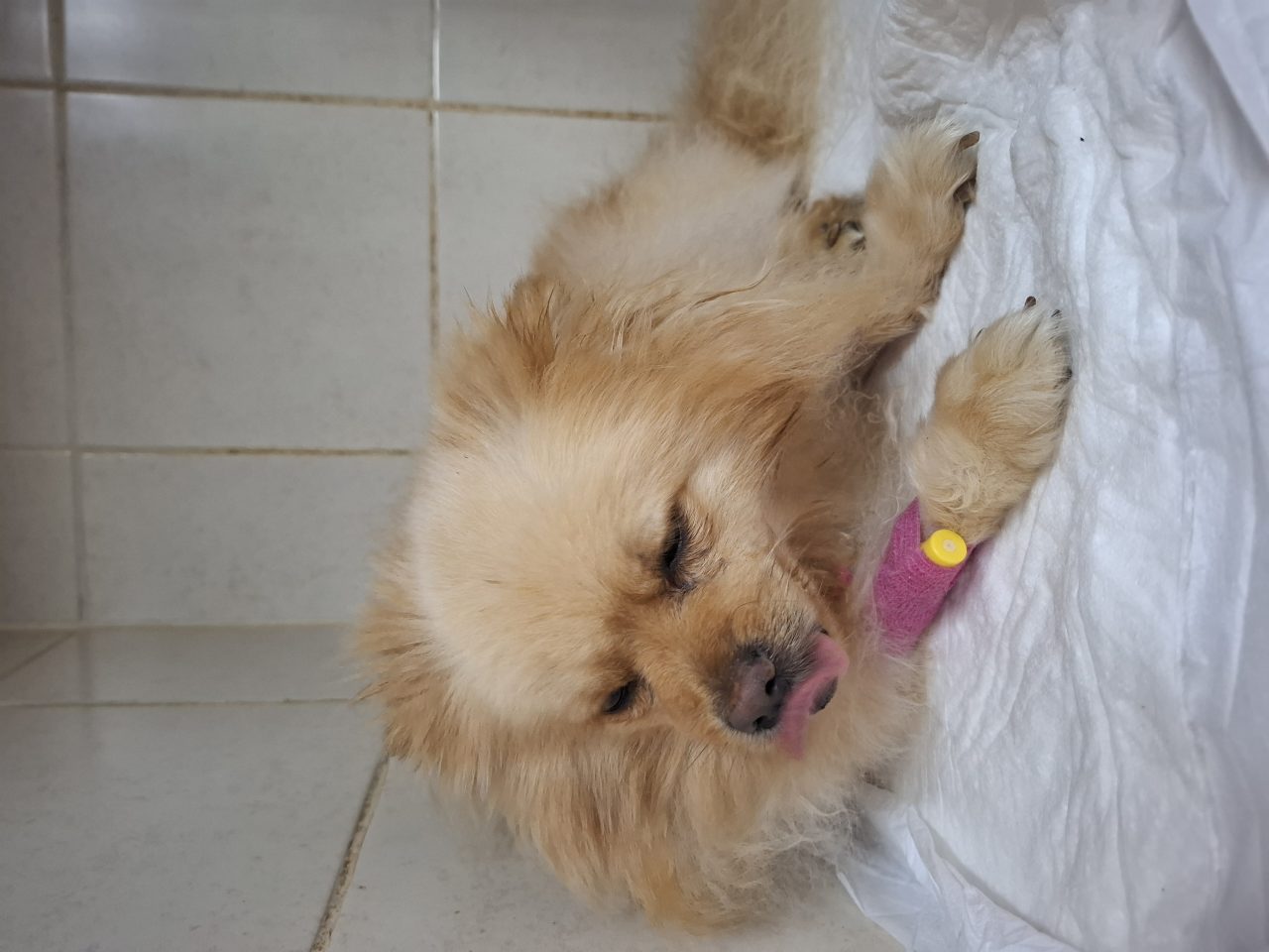 Foto