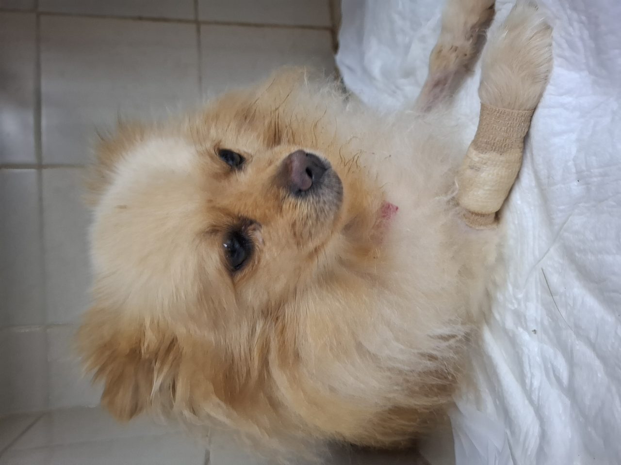 Foto