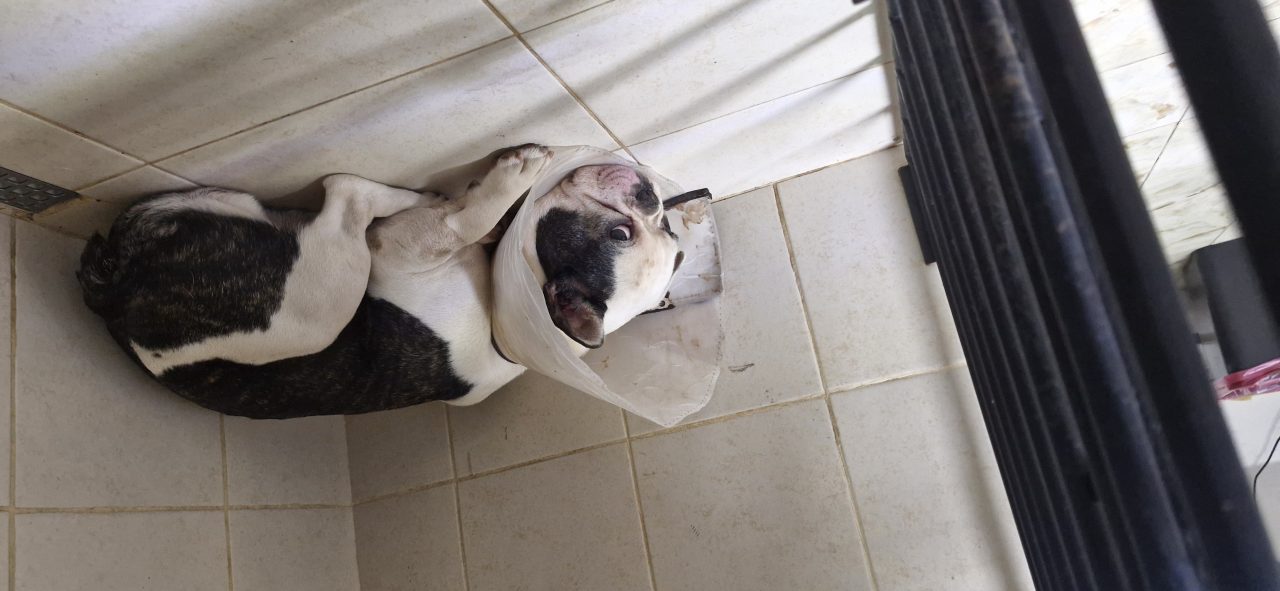 Foto