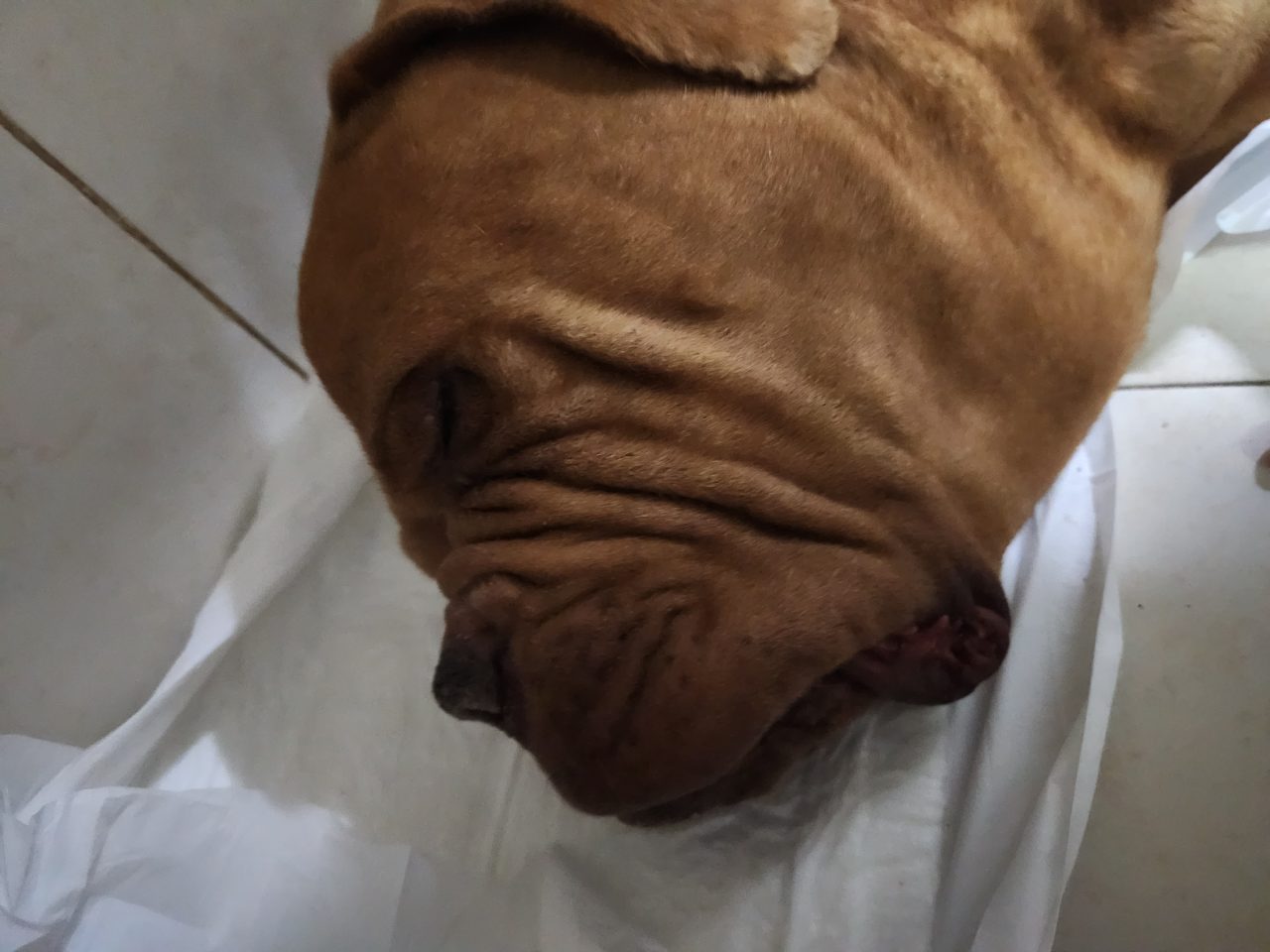 Foto