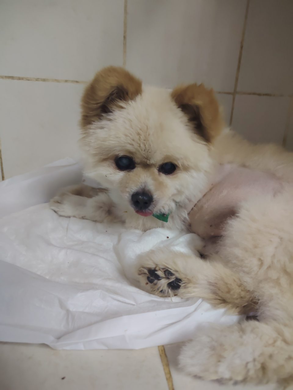 Foto