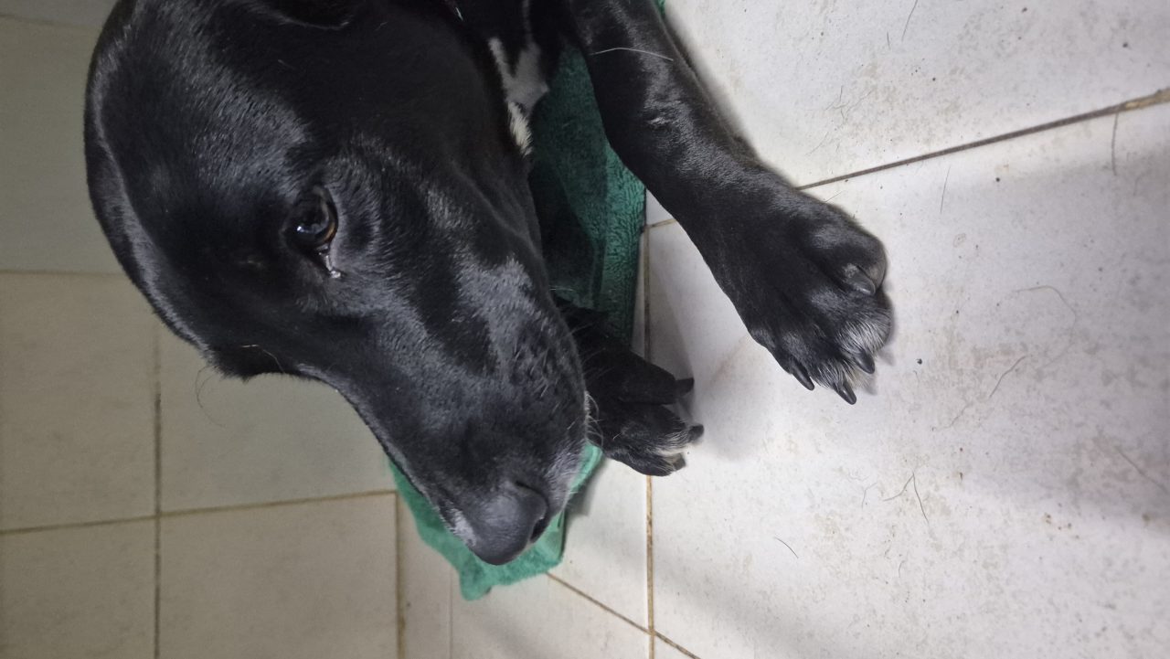 Foto