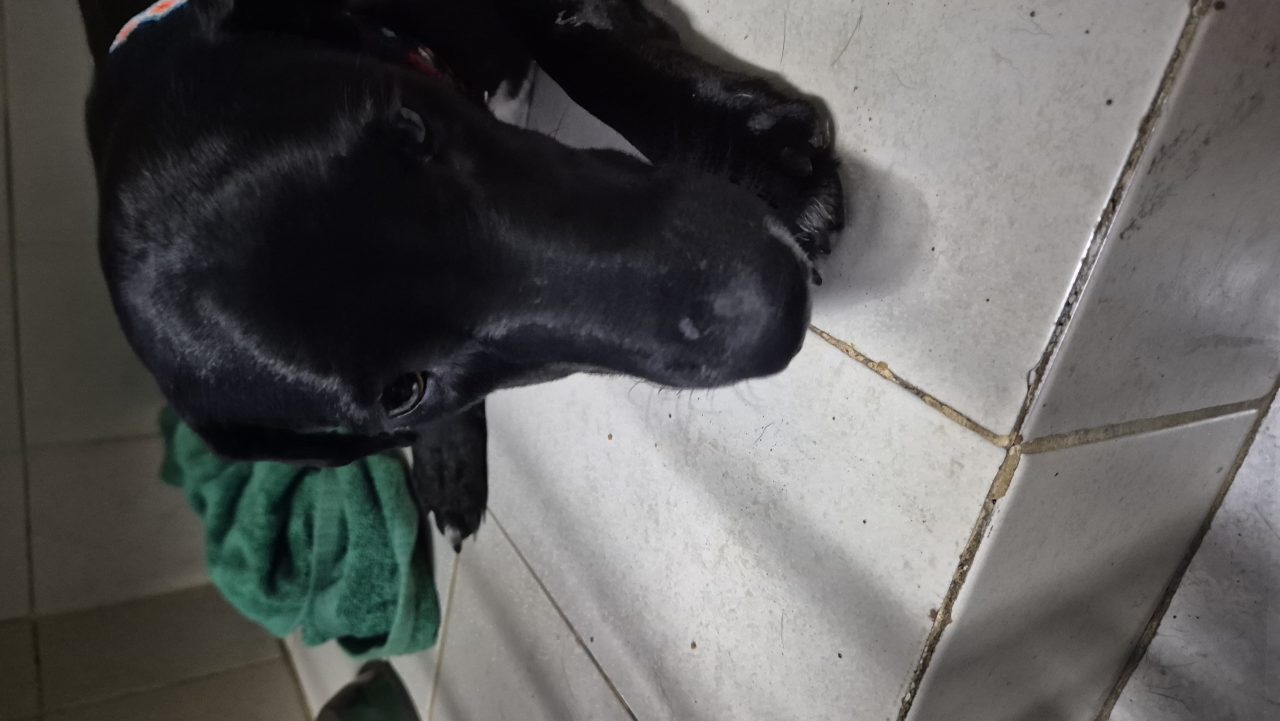 Foto