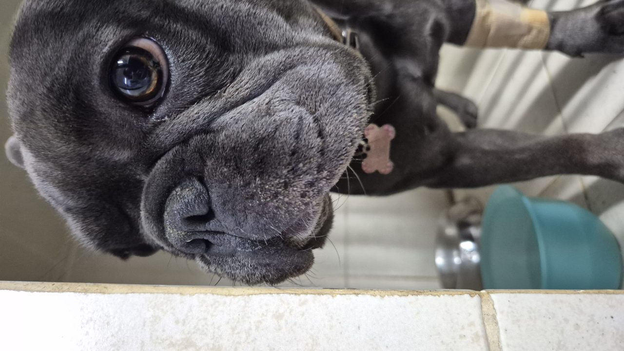 Foto