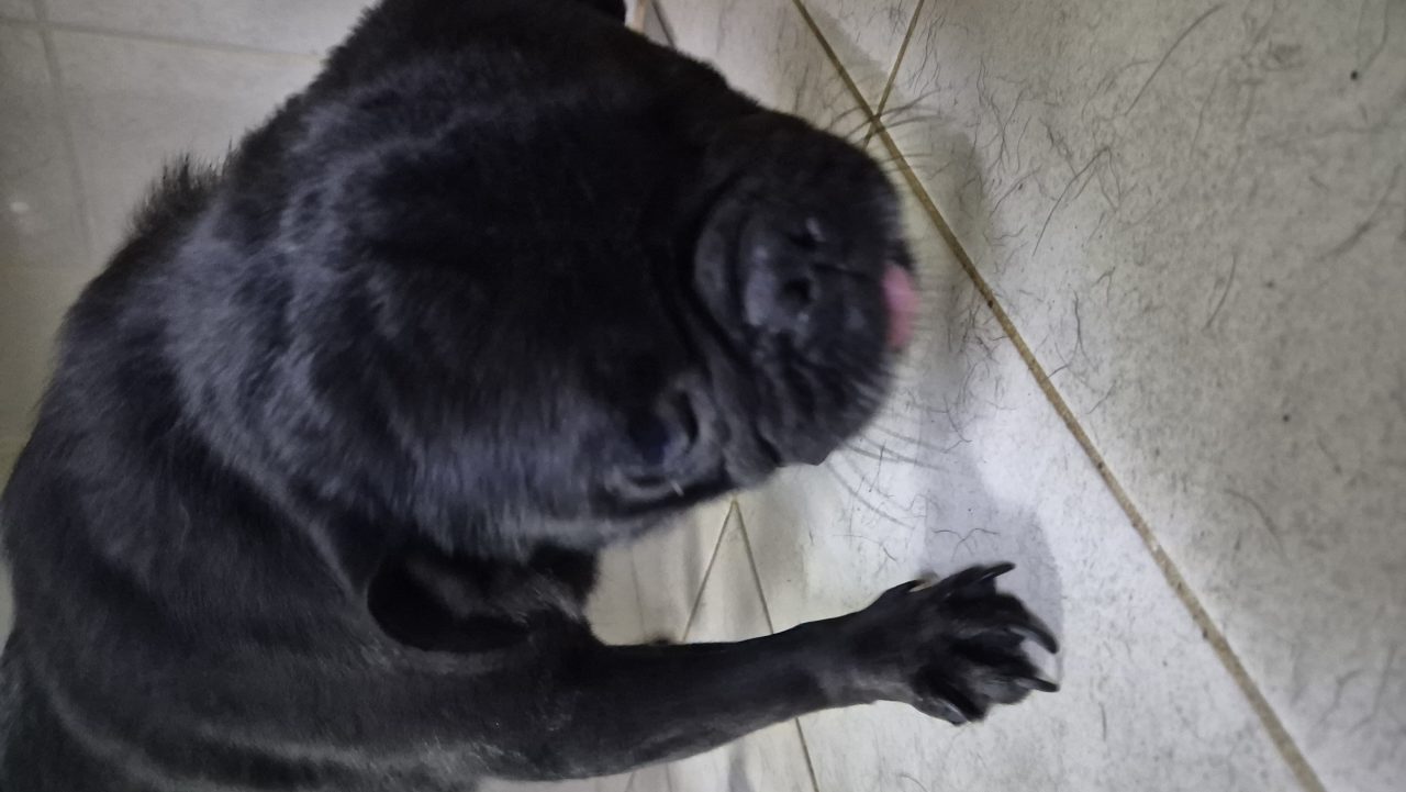 Foto