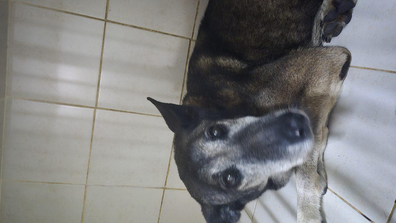 Foto