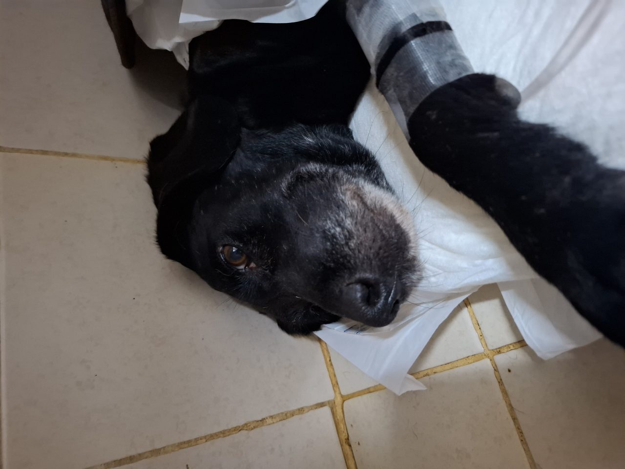 Foto