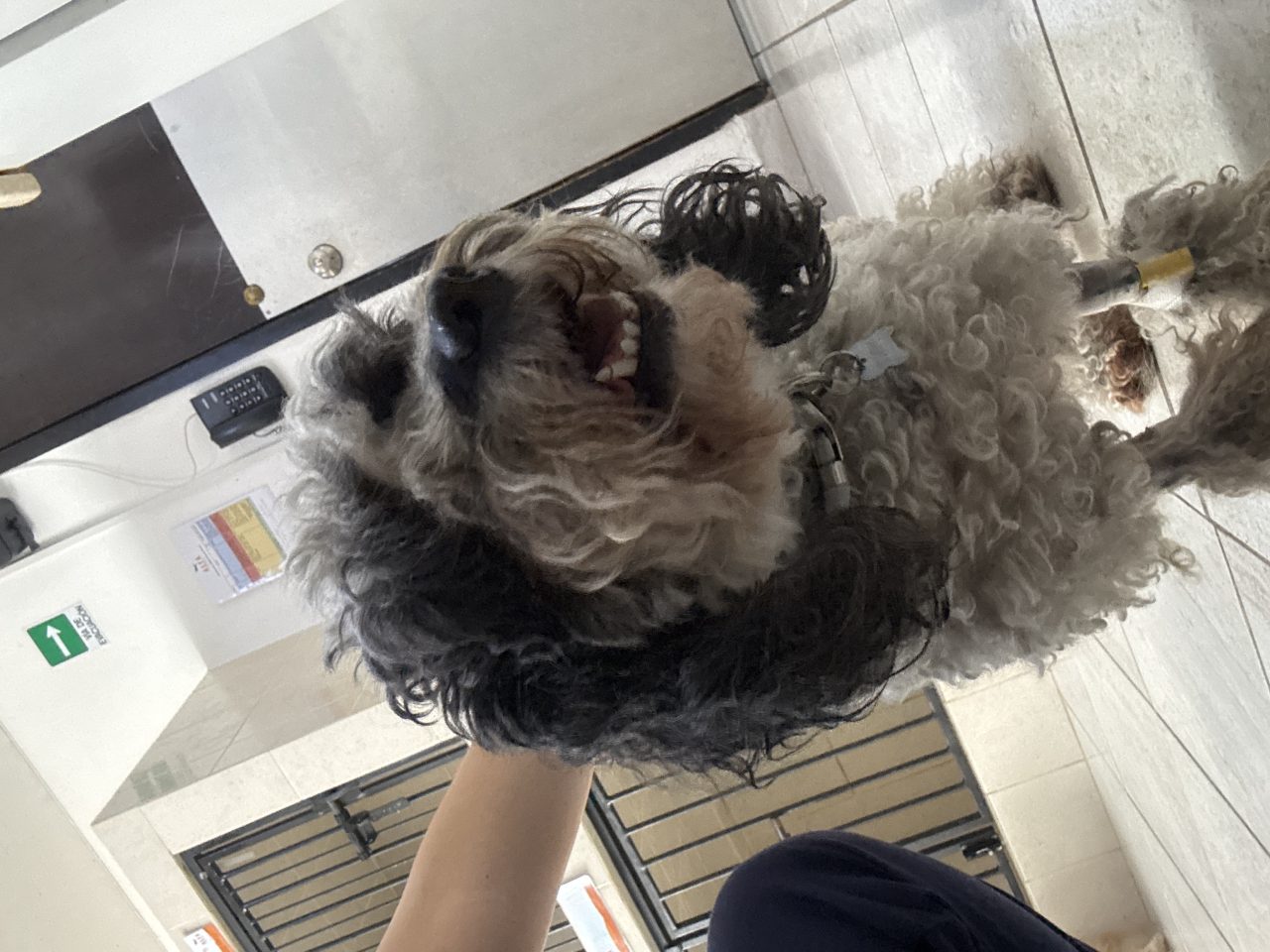 Foto