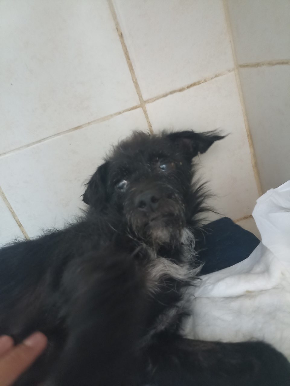 Foto