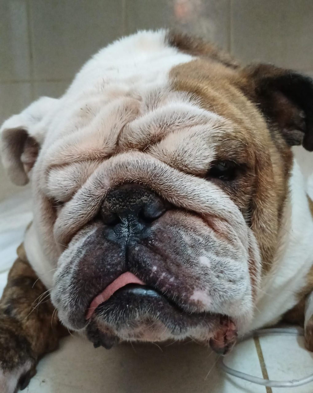 Foto