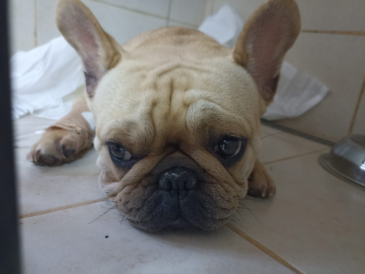 Foto