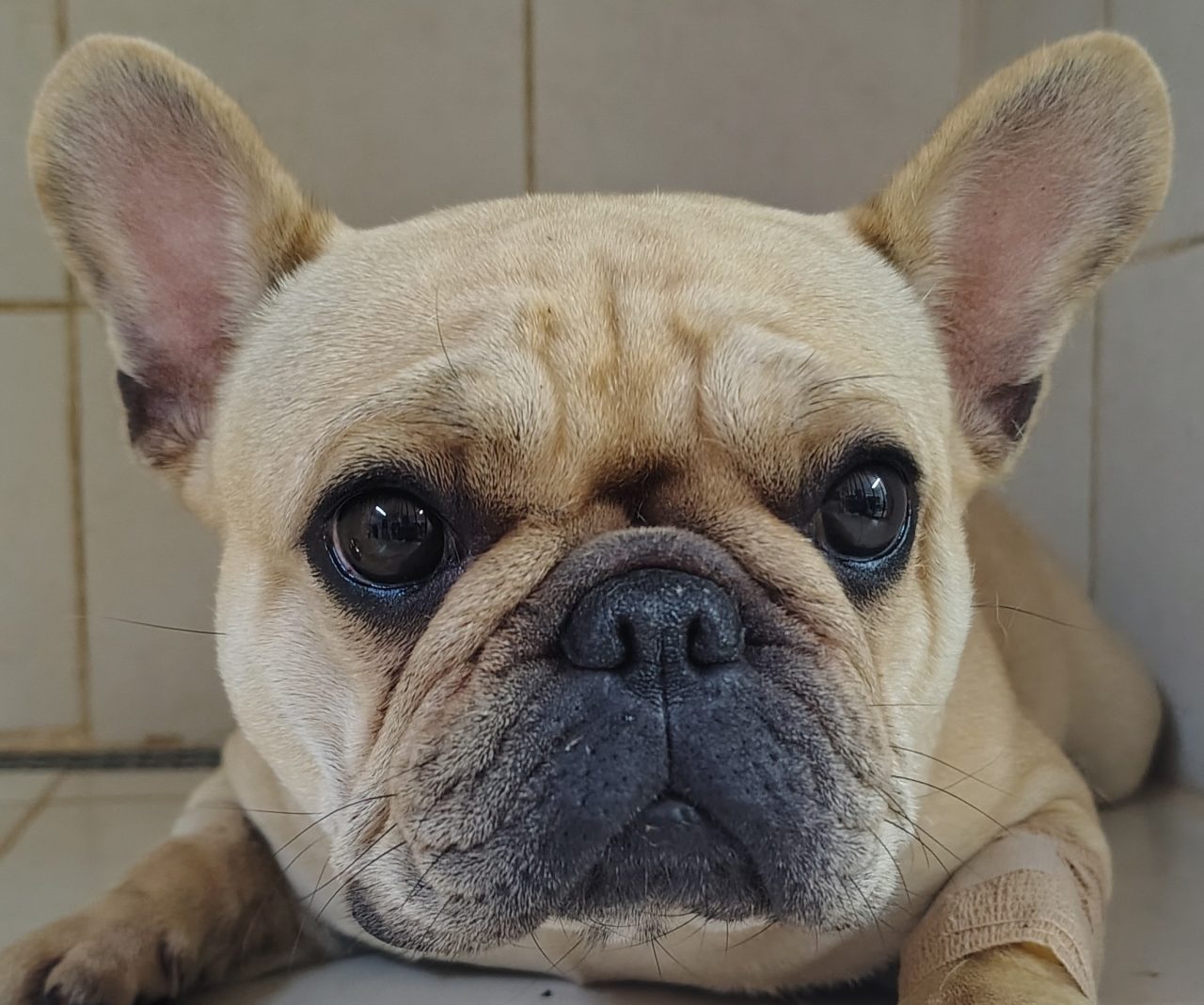 Foto