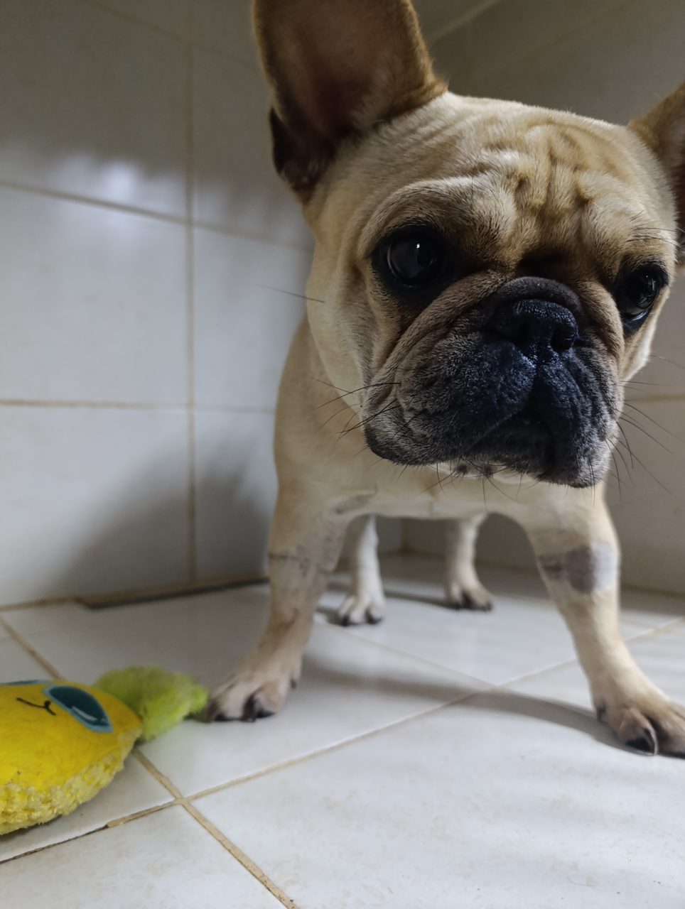 Foto