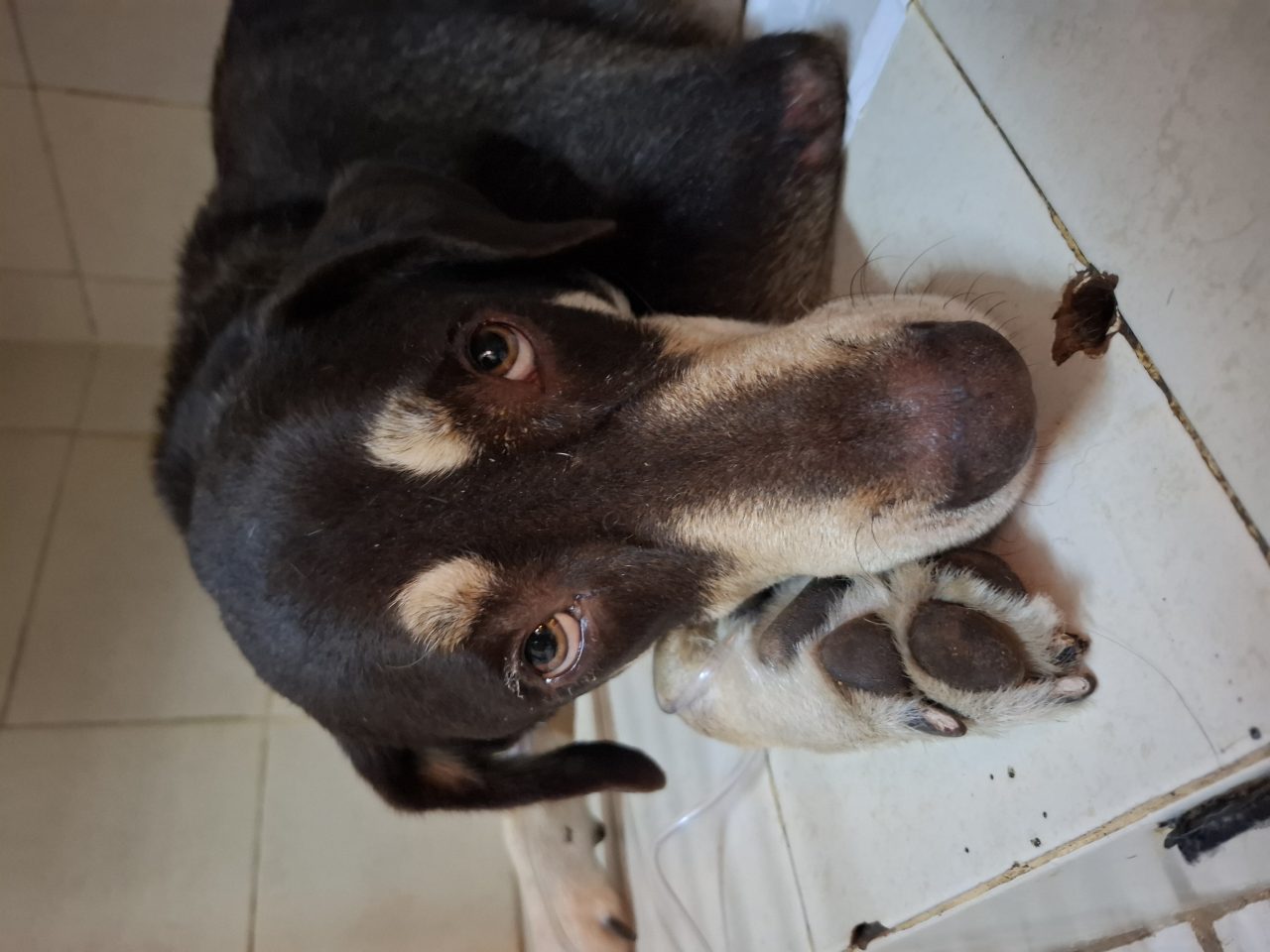 Foto