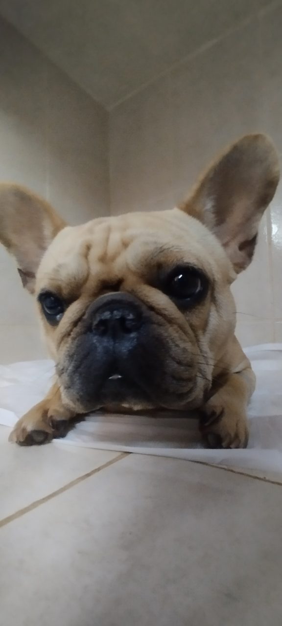 Foto
