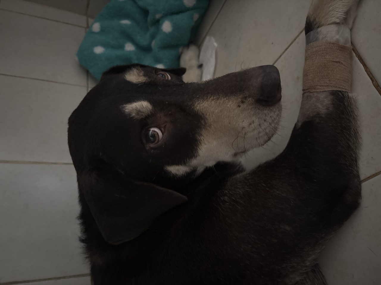 Foto