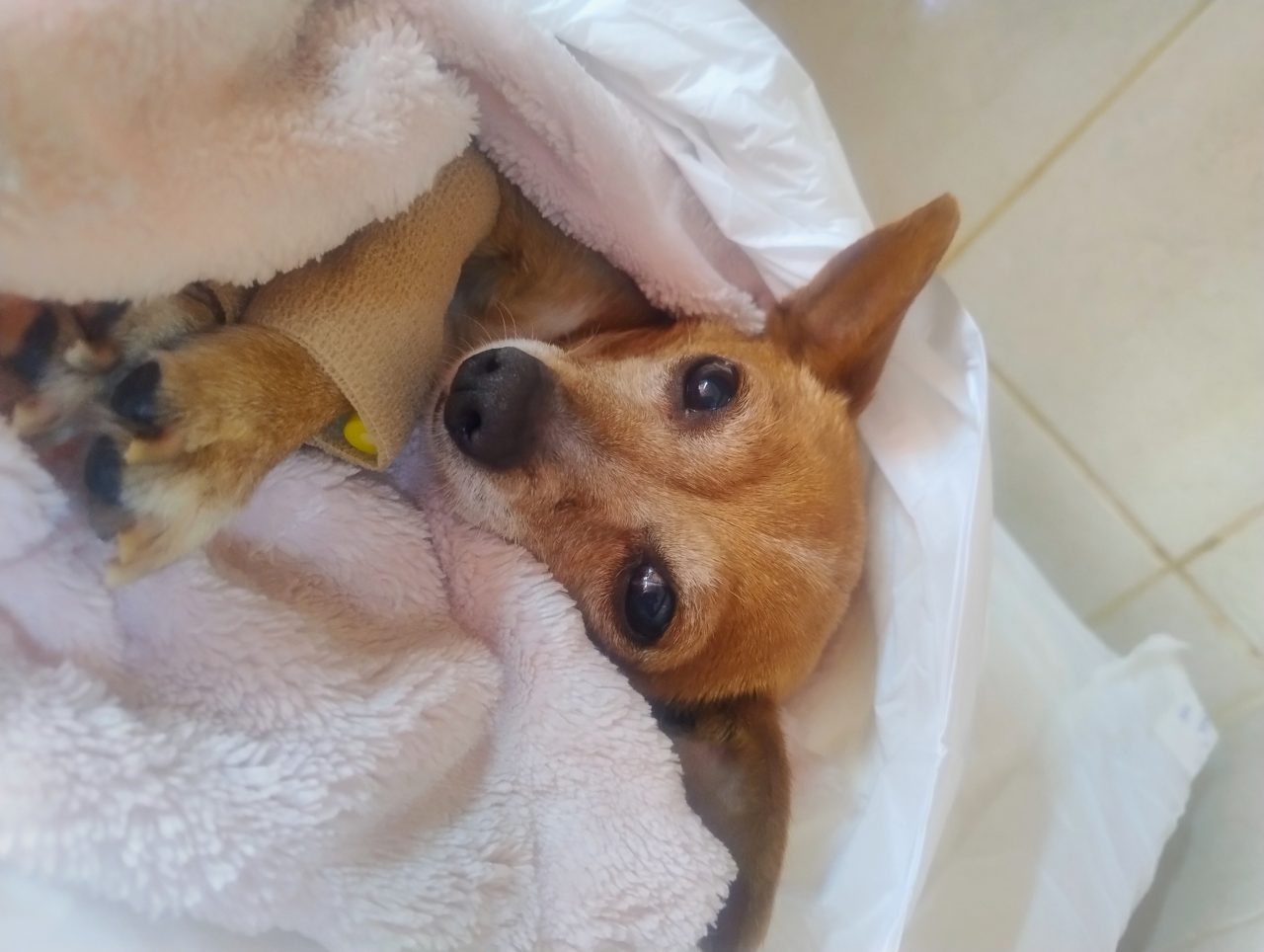 Foto