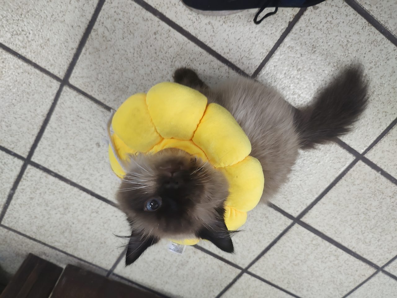 Foto
