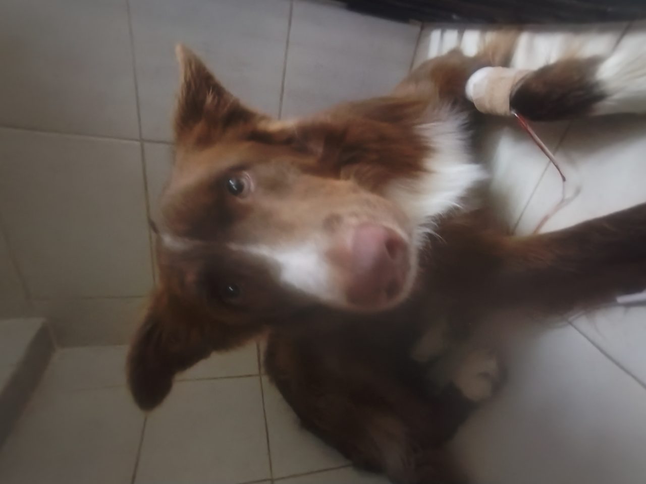 Foto