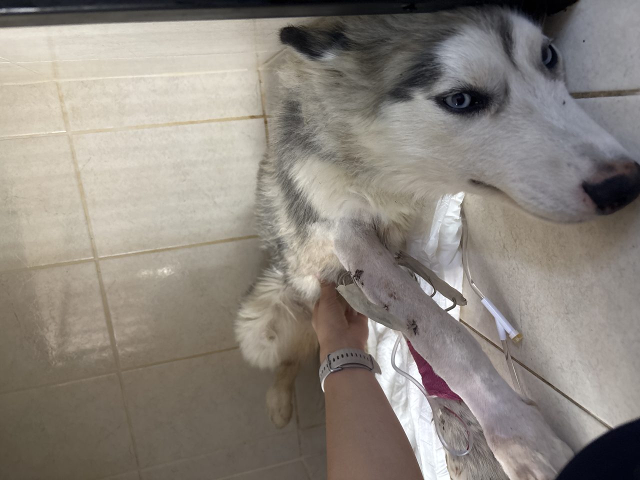 Foto