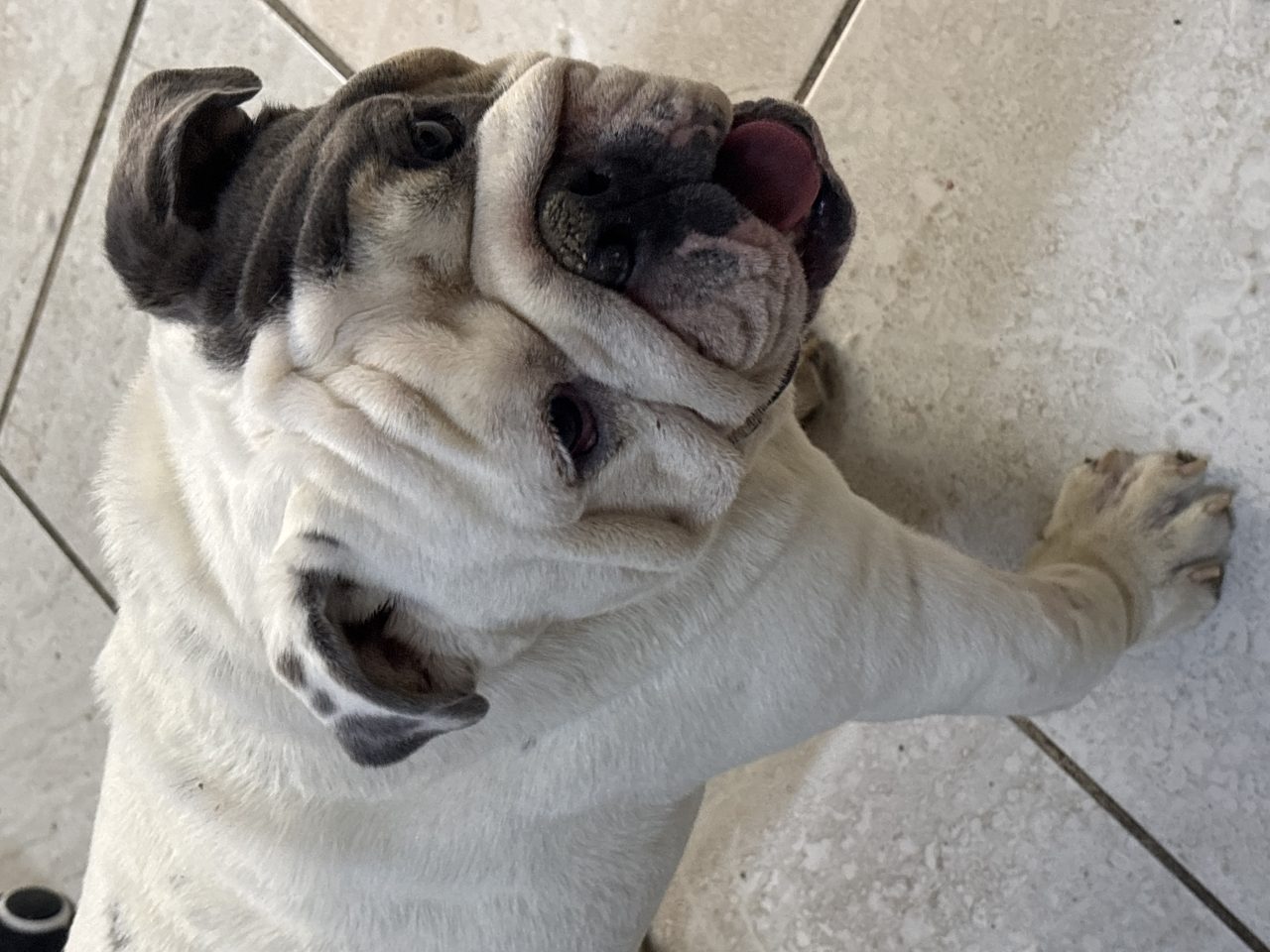 Foto