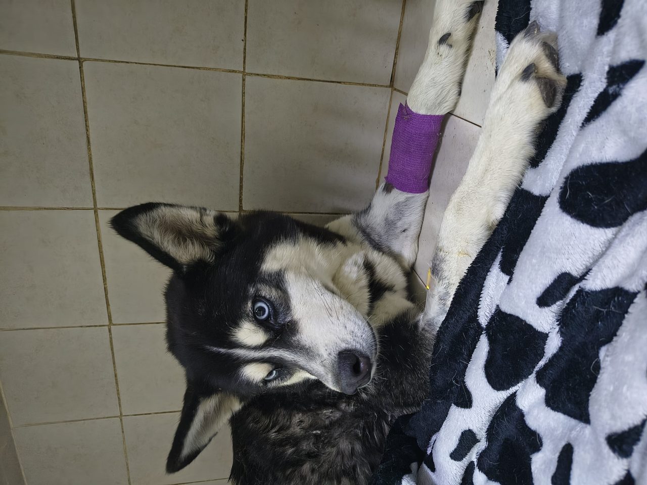 Foto