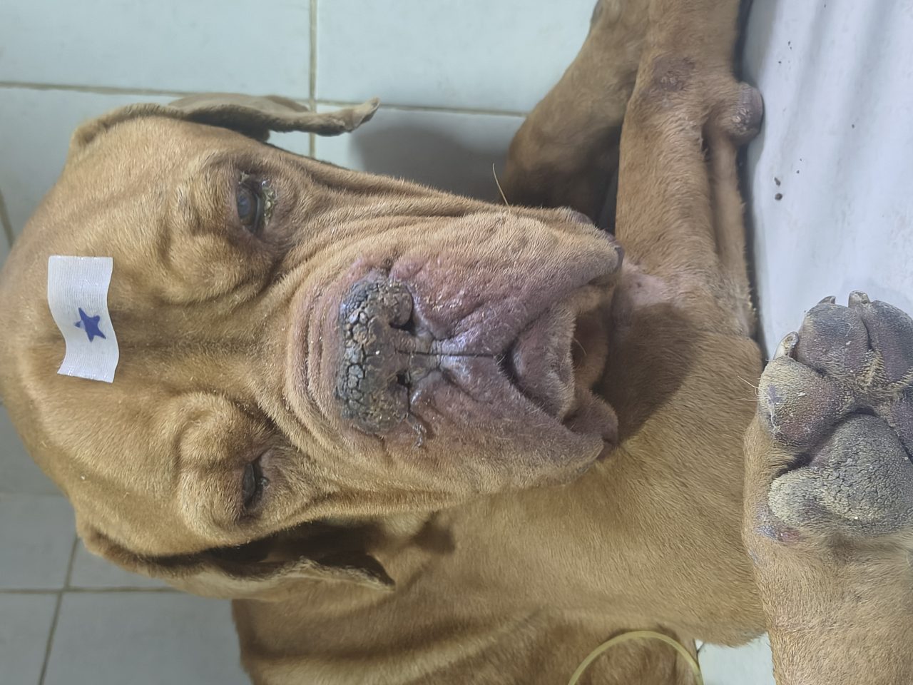 Foto